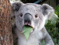 koala-meme-bro-my-god-042412-featured.jpg