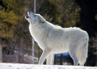 howling_arctic_wolf_by_eternalfall1-d3b582p.jpg