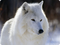 arctic-wolf-031.jpg