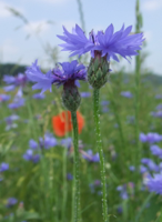 Василёк-Синий-(Centaurea-cyanus).jpg