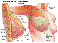 anatomybreast.jpg