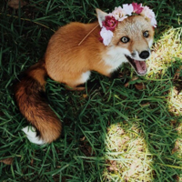 animals-cute-flower-crown-fox-Favim.com-3749586.jpg