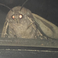 the-moth-meme-all-started-on-reddit.jpeg