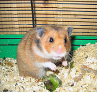 220px-Pet_Hamster.jpg