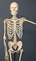 640px-Human-Skeleton.jpg