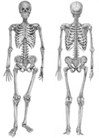 obwaja-osteologija.jpg