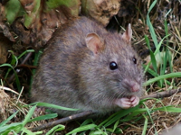 1200px-WildRat.jpg