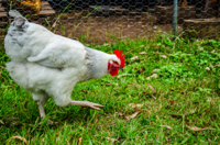 chicken_fowl_hen_white_farm_bird_poultry_feather-6.jpg