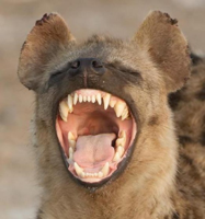 laughing-hyena-photo.jpg