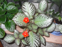 episcia_photo.jpg