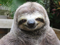 sloth.jpg