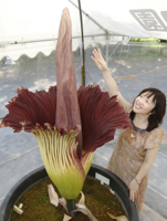 amorphophallus.jpg