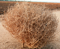 ginormous-tumbleweed_LRG.jpg