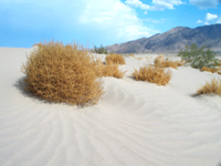 tumbleweed_licnsed_8.jpg