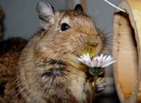 soderzhanie-belki-degu.jpg