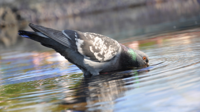 -pigeon_birds_water_bill_drinking_66605_3840x2160.jpg