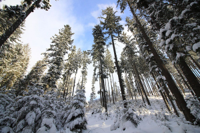 Tatra_Gebirge,_Wald_bei_Schnee.jpg