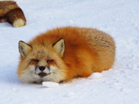 fox_loaf_by_sheltiewolf-dbeffok.jpg