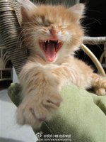 39-best-the-laughing-cat-images-on-pinterest-kitty.jpg