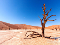 deadvlei_3.jpg