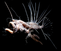 viperfish2.jpg