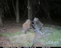 07-trail-cam-animals-funny-when-humans-arent-aroun.jpg