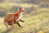 X1B9479_fall_fox.jpg