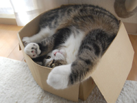 Maru_box.jpg