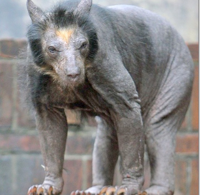 bald_bear_01_thumb-001.jpg