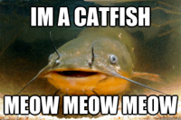 catfish.jpg