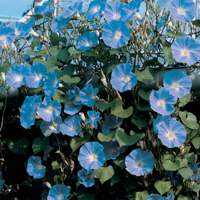 Morning-Glory-Heavenly-Blue.jpg