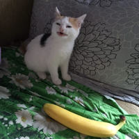 cat-no-banana.jpg