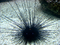 Sea_Urchin_in_Shedd_Aquarium_(Chicago,_IL)_28Nov07.JPG