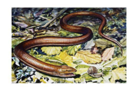 sheltopusik-or-european-legless-lizard-pseudopus-a.jpg