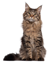 maine-coon-02-74571586-600x693.jpg