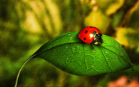 ladybug-in-the-rain.jpg