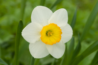 narcissi.jpg