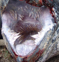 leatherback-seat-turtle-mouth.jpg