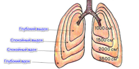 zhiznenniy-obem-legkih.jpg