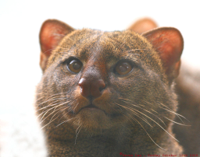 Jaguarundi-Wild-Cat-South-America.jpg