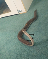 perturbed-snek.jpg