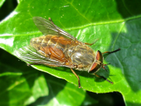 Hybomitra_ciureai_(Diptera_sp.)_female,_Giethoorn,.jpg