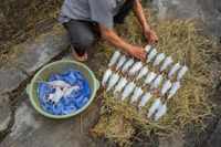 rats-preparation-co-dung-vietnam.adapt.1900.1.jpg