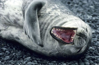 Angry-Seal-Pet-Friendly-Apartments.jpg