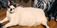 barsik-41-pound-cat-today-main-190411-05_1e8dd7af7.jpg