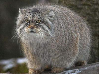 manul.jpg