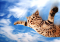 flying-cat.jpg