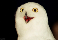 Snowy_Owl_Nyctea_scandiaca_006-by_John_White.jpg