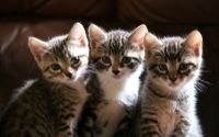 kittens_cute_striped_photoshoot-568604.jpg-d.jpg