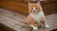 Cats_Kittens_Ginger_color_557927_2560x1440.jpg